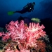 coral_soft_pc_v_0705_png1958.jpg